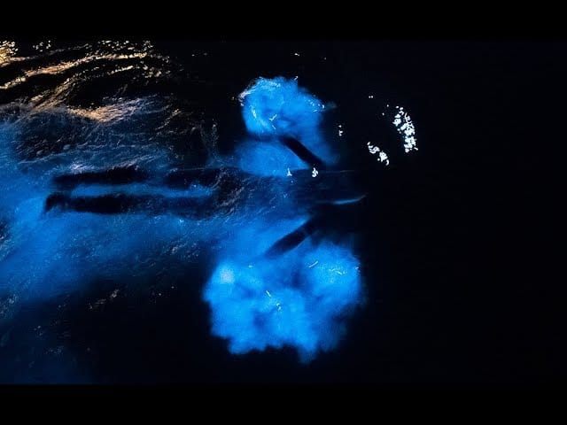 Person swimming in the ocean at night with their entire body lit up with a bright blue glowing light. 