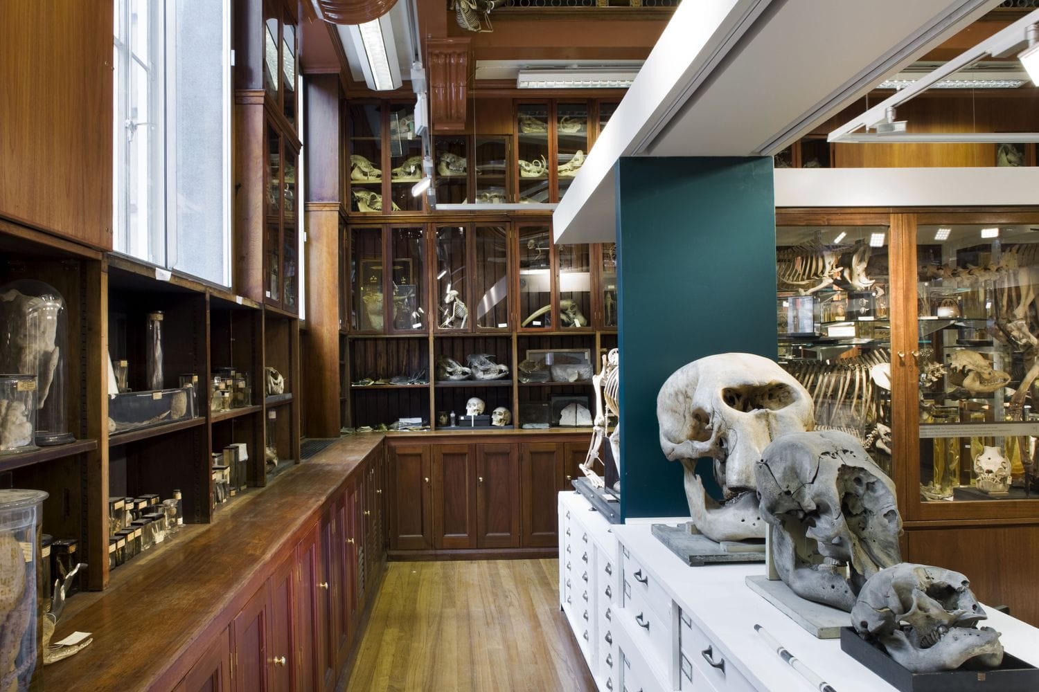 Inside the Grant Museum of Zoology in London, UK, featuring skulls, skeletons, and preserved specimens in wooden display cases.