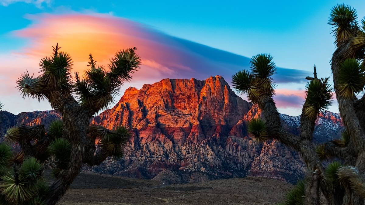 Desert Cactus and red rock mountains at sunset at Red Rock Canyon near Las Vegas. 