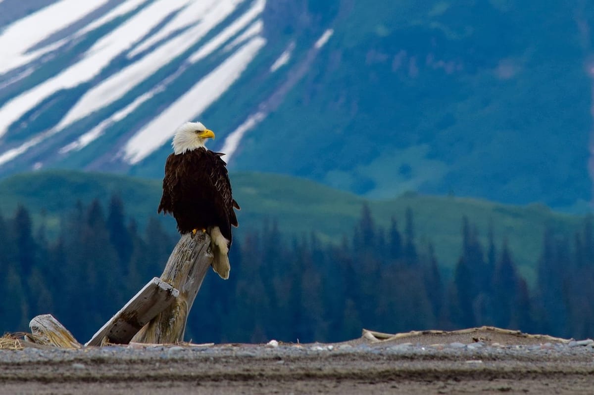 From Beast To Birds: The Most Common Animals To See At Banff National Park