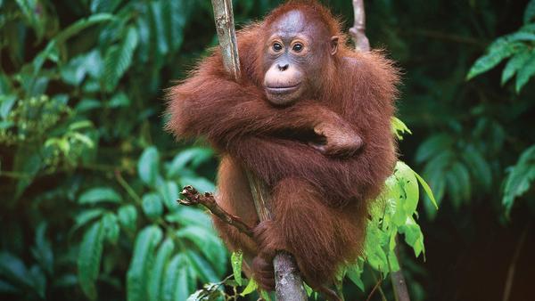 the best places to vacation in Borneo