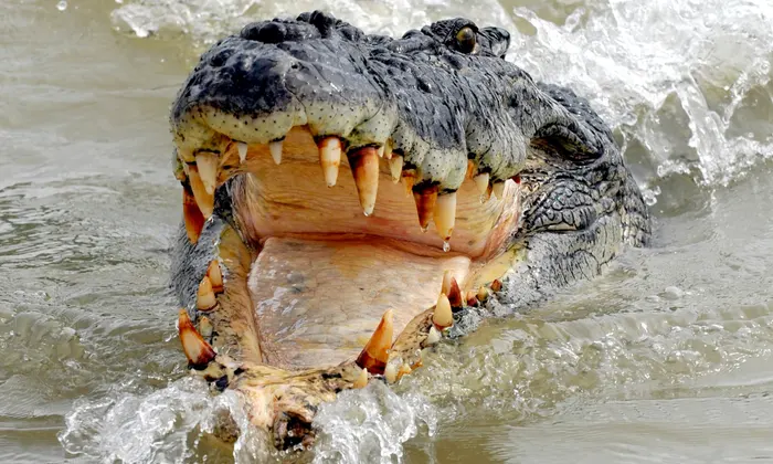 Are Crocodiles A Risk at Kakadu National Park?